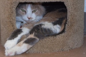 Picture of Prissy