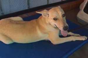 Picture of Rango