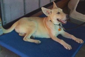 Picture of Rango