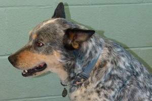 Picture of Scout