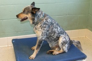 Picture of Scout