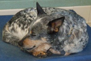 Picture of Scout