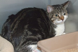 Picture of Simon