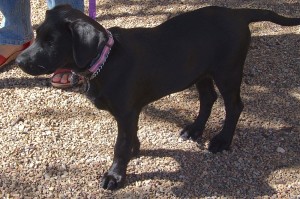 Picture of Suzie
