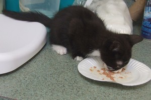 Picture of Tiny