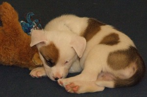 Picture of Treat