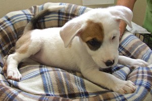Picture of Treat