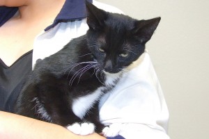 Picture of Tuxi