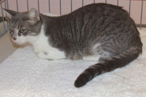 Picture of Waffles