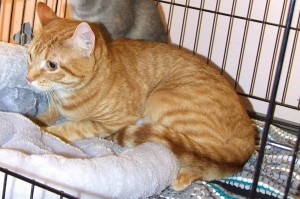 Picture of Whiskers