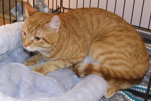 Picture of Whiskers