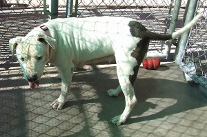 Picture of Winnie