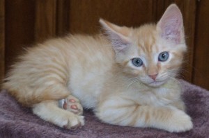 Picture of Shawnee