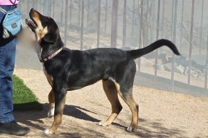 Picture of Aspen