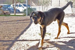 Picture of Aspen