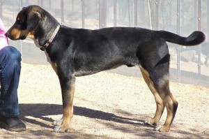 Picture of Aspen