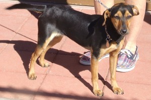 Picture of Aztec