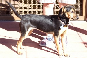 Picture of Aztec