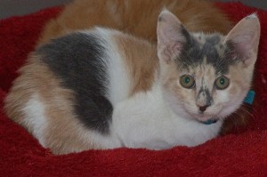Picture of BabyDoll