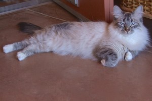 Picture of Buffy