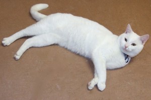Picture of Bolt