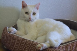 Picture of Bolt