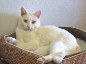 Picture of Bolt