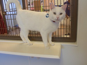 Picture of Bolt