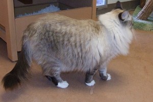 Picture of Buffy