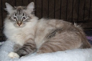 Picture of Buffy