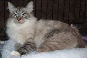 Picture of Buffy