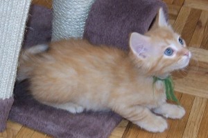 Picture of Cheyenne