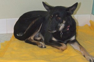 Picture of Chickie