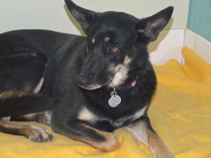 Picture of Chickie