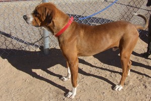 Picture of Chuck
