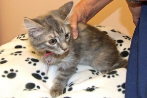 Picture of Cinder