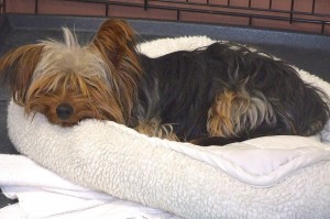 Picture of Clancy