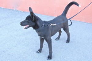 Picture of Denny