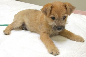 Picture of Fluffy