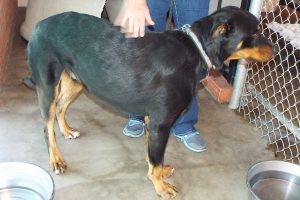 Picture of Giblet