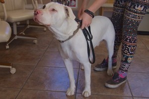 Picture of Hercules
