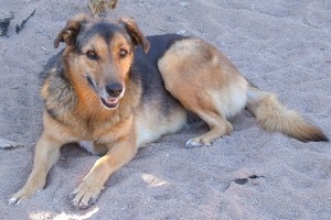 Picture of Lola A