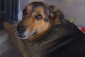 Picture of Lola A