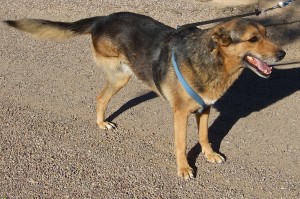 Picture of Lola A