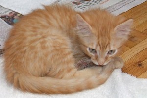 Picture of Cherokee