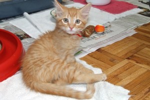 Picture of Cherokee