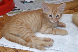 Picture of Cherokee