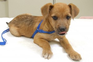 Picture of Nibbles