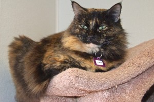 Picture of Oakie
