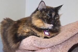 Picture of Oakie